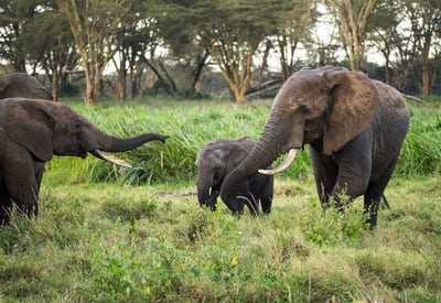 African Elephants